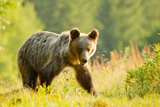 Hiện tại có khoảng 800 chú gấu đang sinh sống ở Slovakia. Nhờ có nhà quan sát mà du khách và nhiếp ảnh gia có thể bắt được các khoảnh khắc đẹp của những chú gấu đang sống trong môi trường hoang dã.